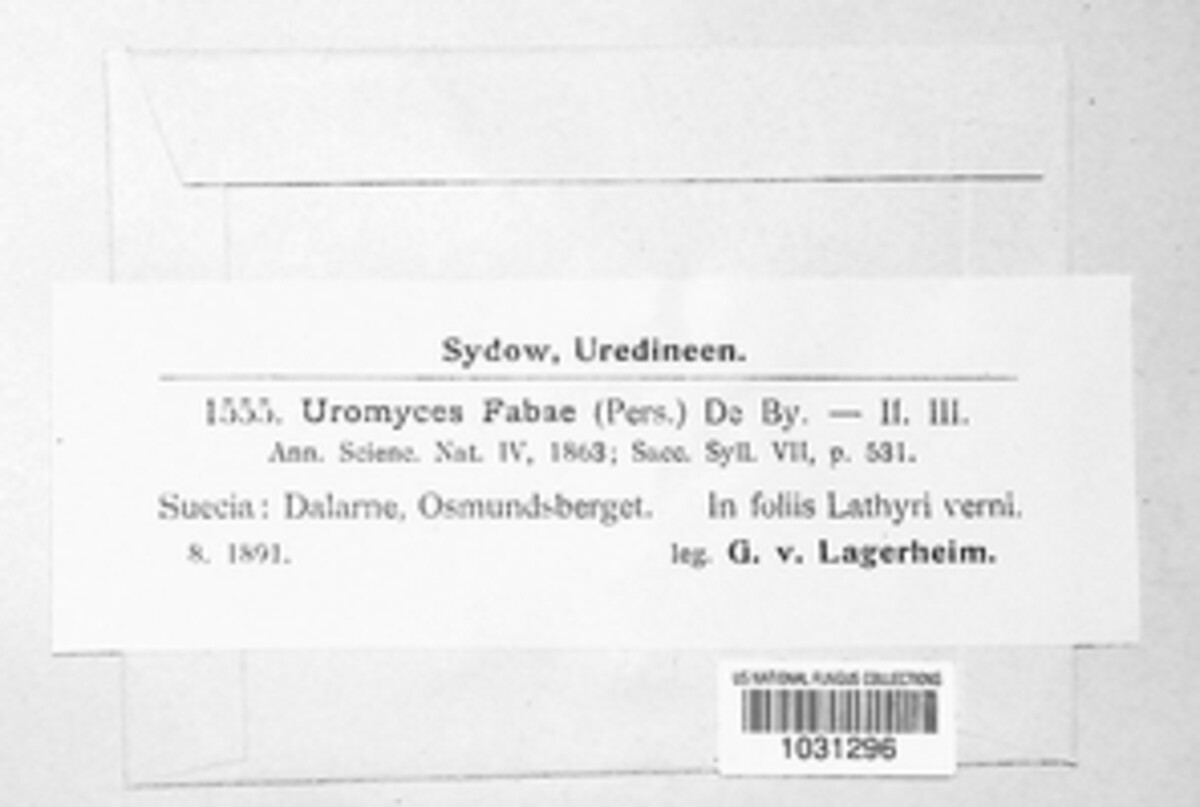 Uromyces viciae-fabae image